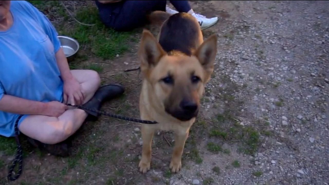 Max the German Shepherd had a minor leg injury but is otherwise is doing well. He’s currently in protective custody with Dallas Animal Services. (Courtesy of Dowdy Ferry Animal Commission)